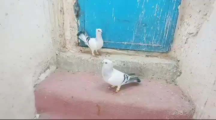 کبوتر شامی کاکلی سینه کله دمسفید طوقی ساده|پرنده|مشهد, حرم مطهر رضوی|دیوار