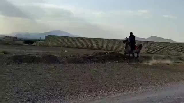 نریان کردخالص مدارکدار|اسب و تجهیزات اسبسواری|پرهسر, |دیوار