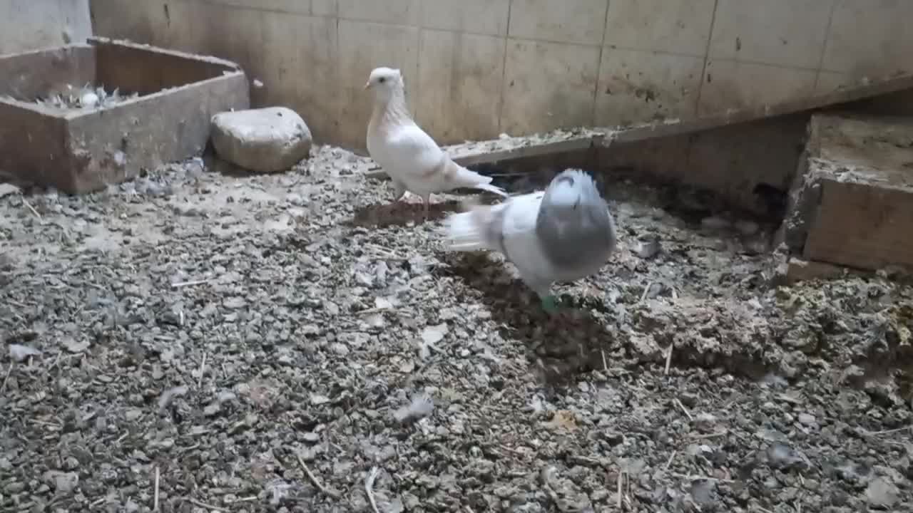 کبوتر رنگه آس|پرنده|شیروان (خراسان), |دیوار