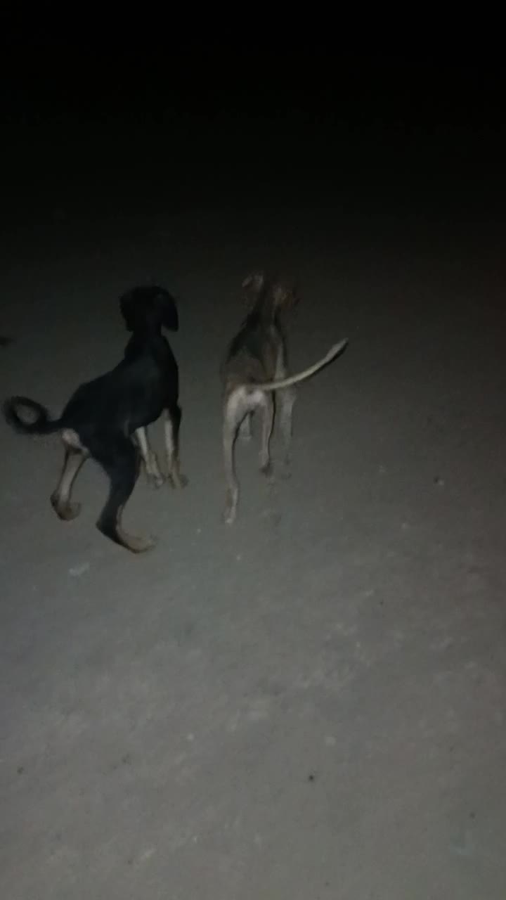 تازی|سگ|میلاجرد, |دیوار