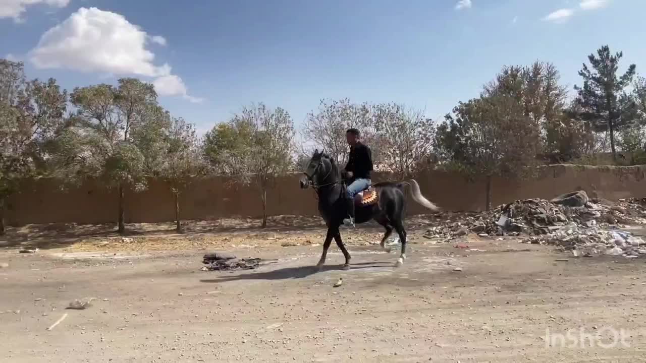 اسب|اسب و تجهیزات اسب‌سواری|زرندیه, |دیوار