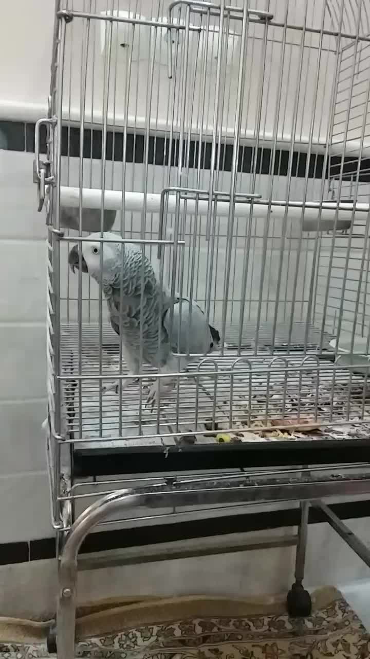 فروش کاسکو|پرنده|قم, زنبیل آباد|دیوار