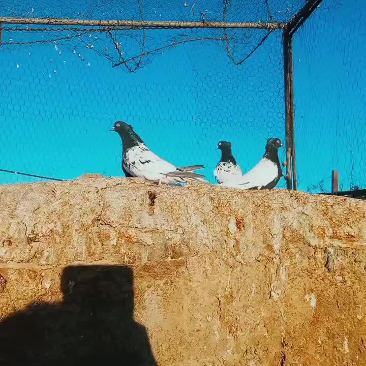 رنگه فروشی|پرنده|قائن, |دیوار