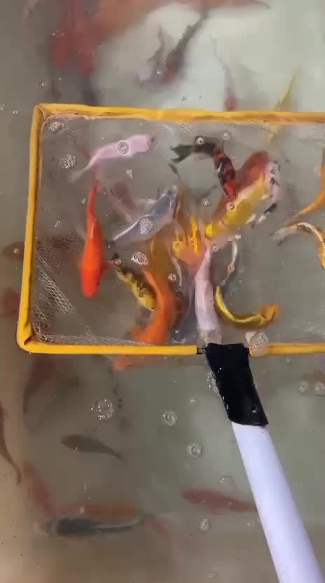 ماهی کوی فول بلک و رنگهای متنوع|ماهی|تهران, خرمشهر|دیوار