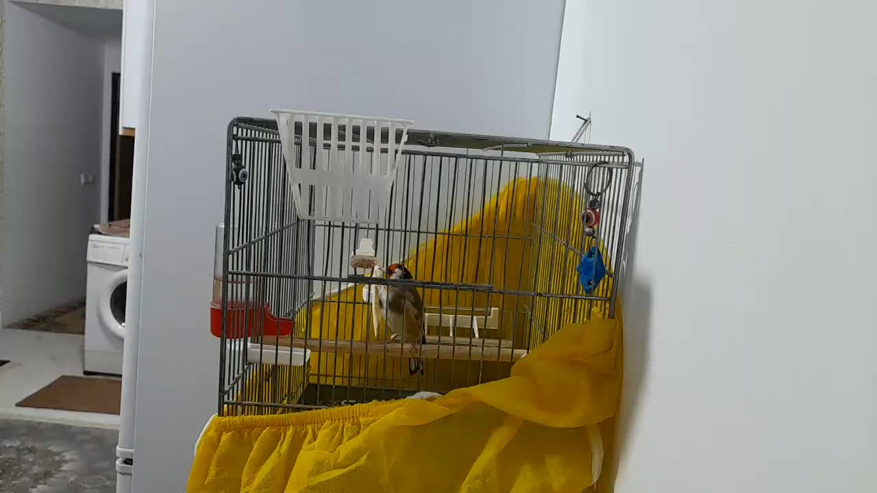 سهره جفتی قناری|پرنده|هشتگرد, شهرک وحدت|دیوار