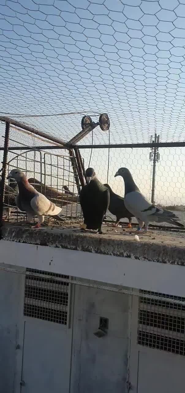 ۳۰ عدد پلاکی|پرنده|یزدان شهر, |دیوار