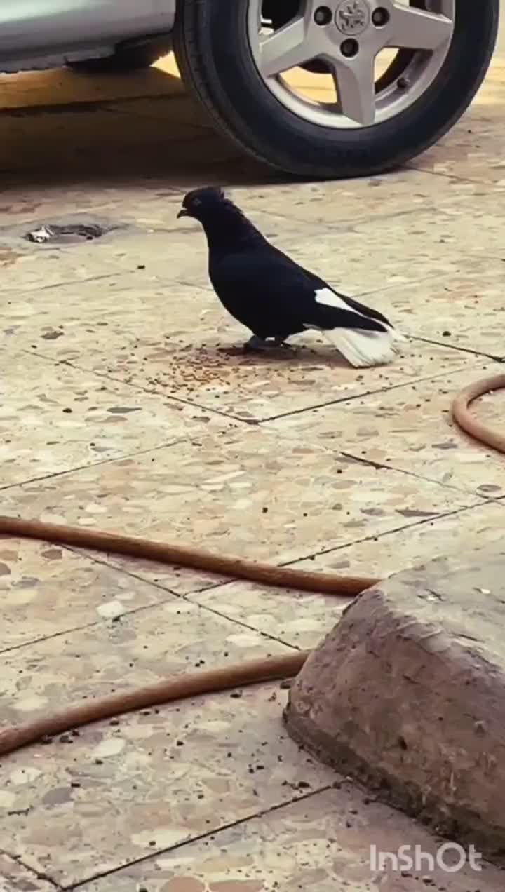 کبوتر اشعل ...سوسنگرد|پرنده|سوسنگرد, |دیوار