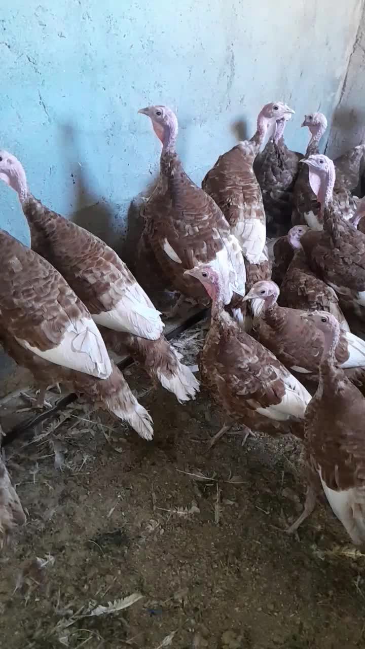 بوقلمون|حیوانات مزرعه|کرج, چمن|دیوار