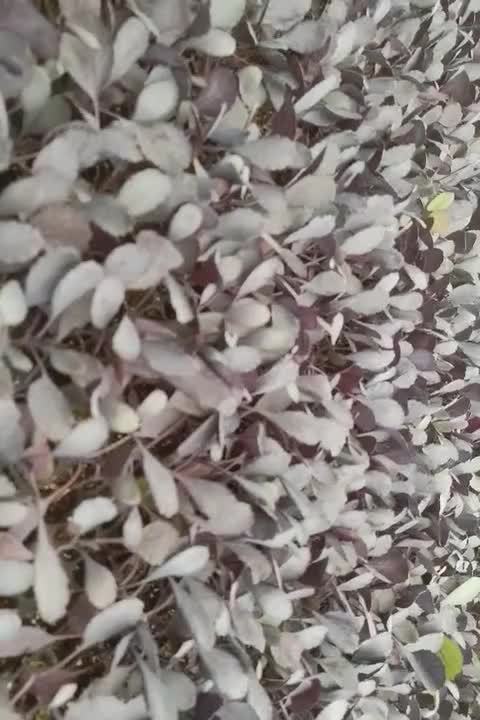 نشا|خدمات باغبانی و درختکاری|دزفول, |دیوار
