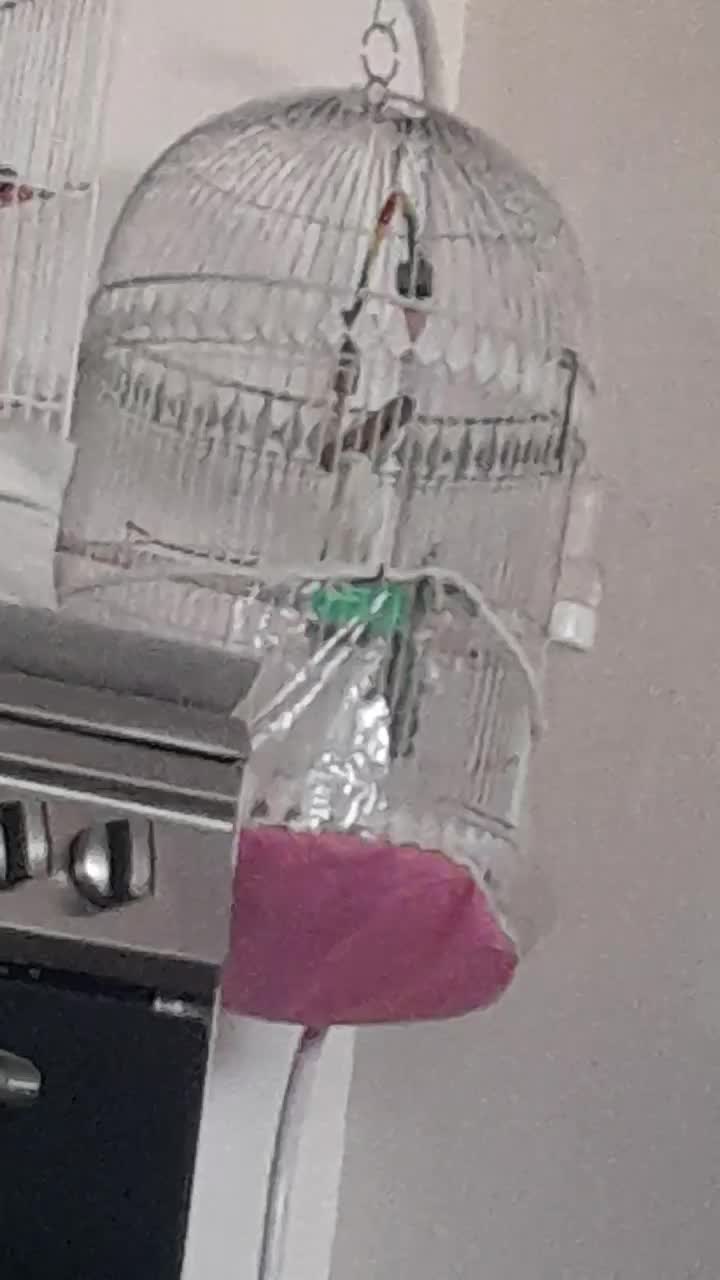 تعدادی قناری|پرنده|شیروان (خراسان), |دیوار