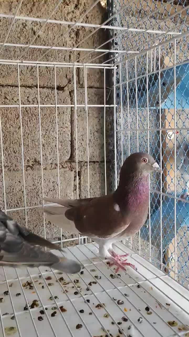 غوره ای با طاوسی|پرنده|برازجان, |دیوار