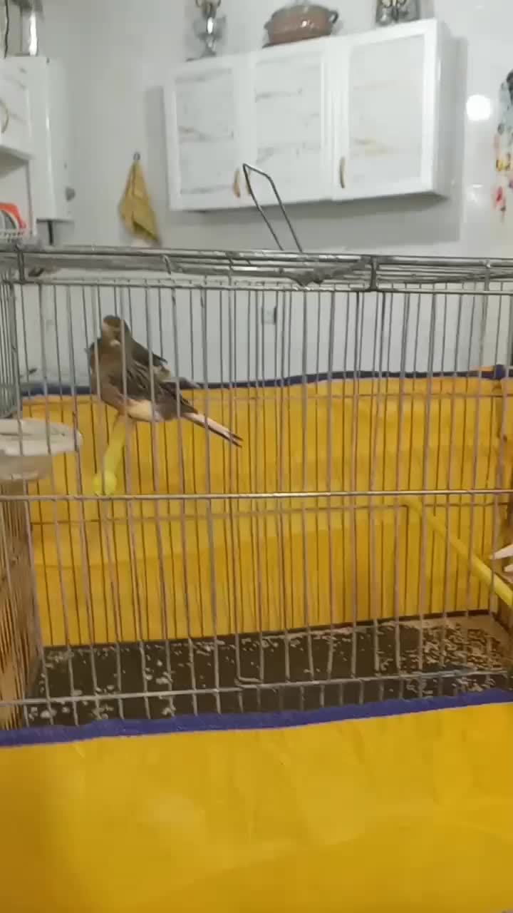 فروش ۵ عدد قناری نر مست اماده جفت|پرنده|بروجرد, |دیوار