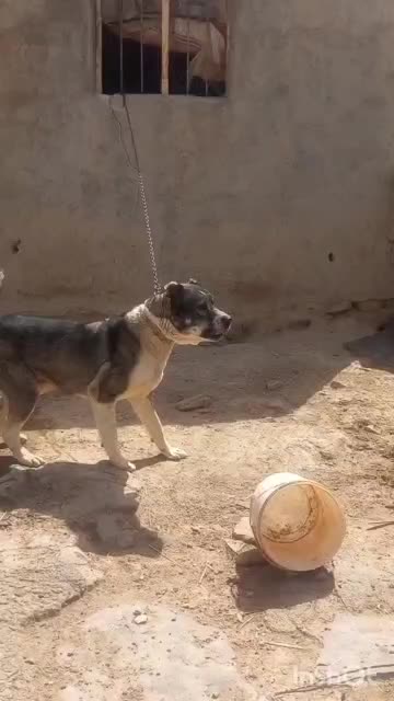 سگ سرابی نر|سگ|کرمانشاه, |دیوار