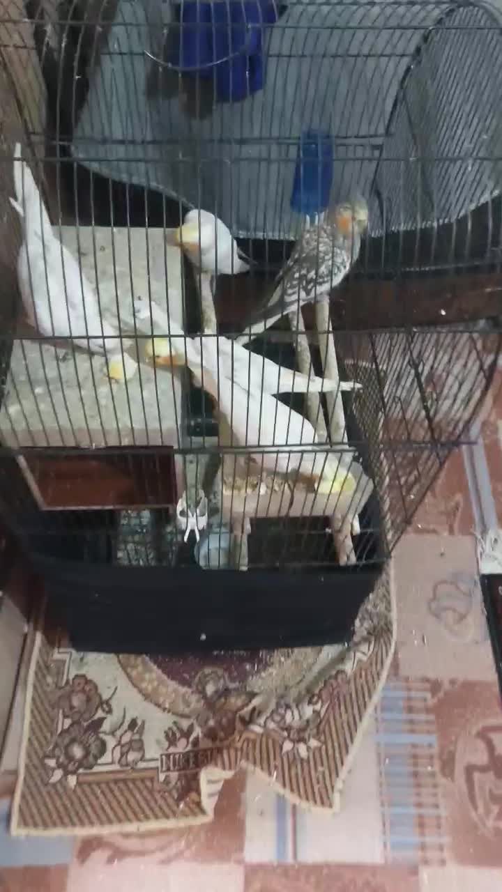 جوجه عروس هلندی لوتینو|پرنده|قدس, شهرقدس|دیوار