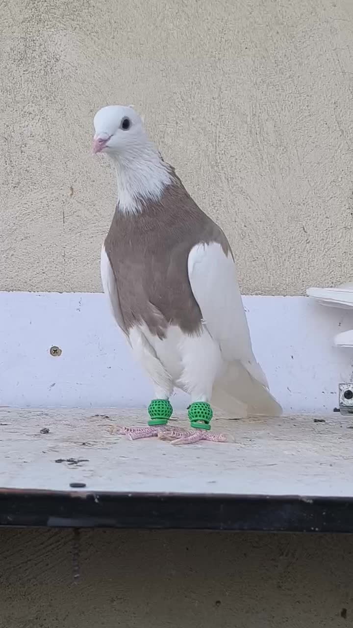 جفت طوقی آس|پرنده|قزوین, |دیوار