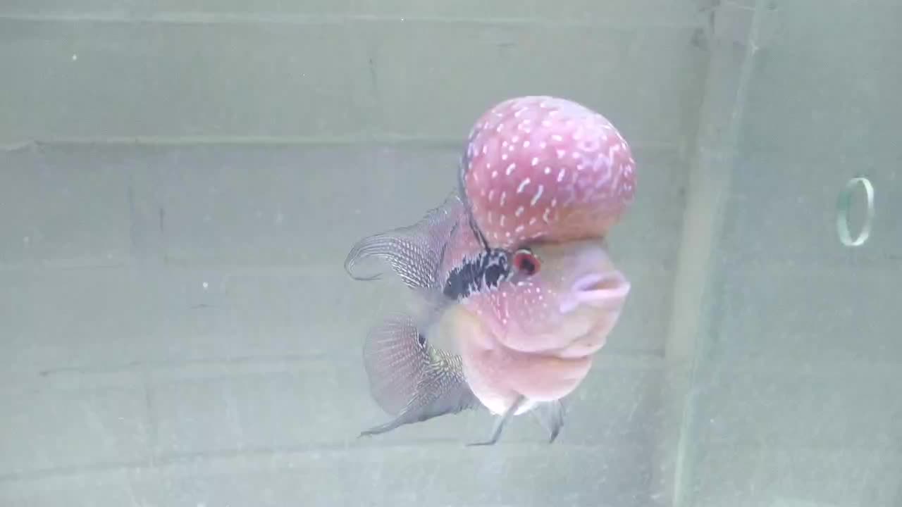 ماهی فلاور هورن|ماهی|فولادشهر, A2|دیوار