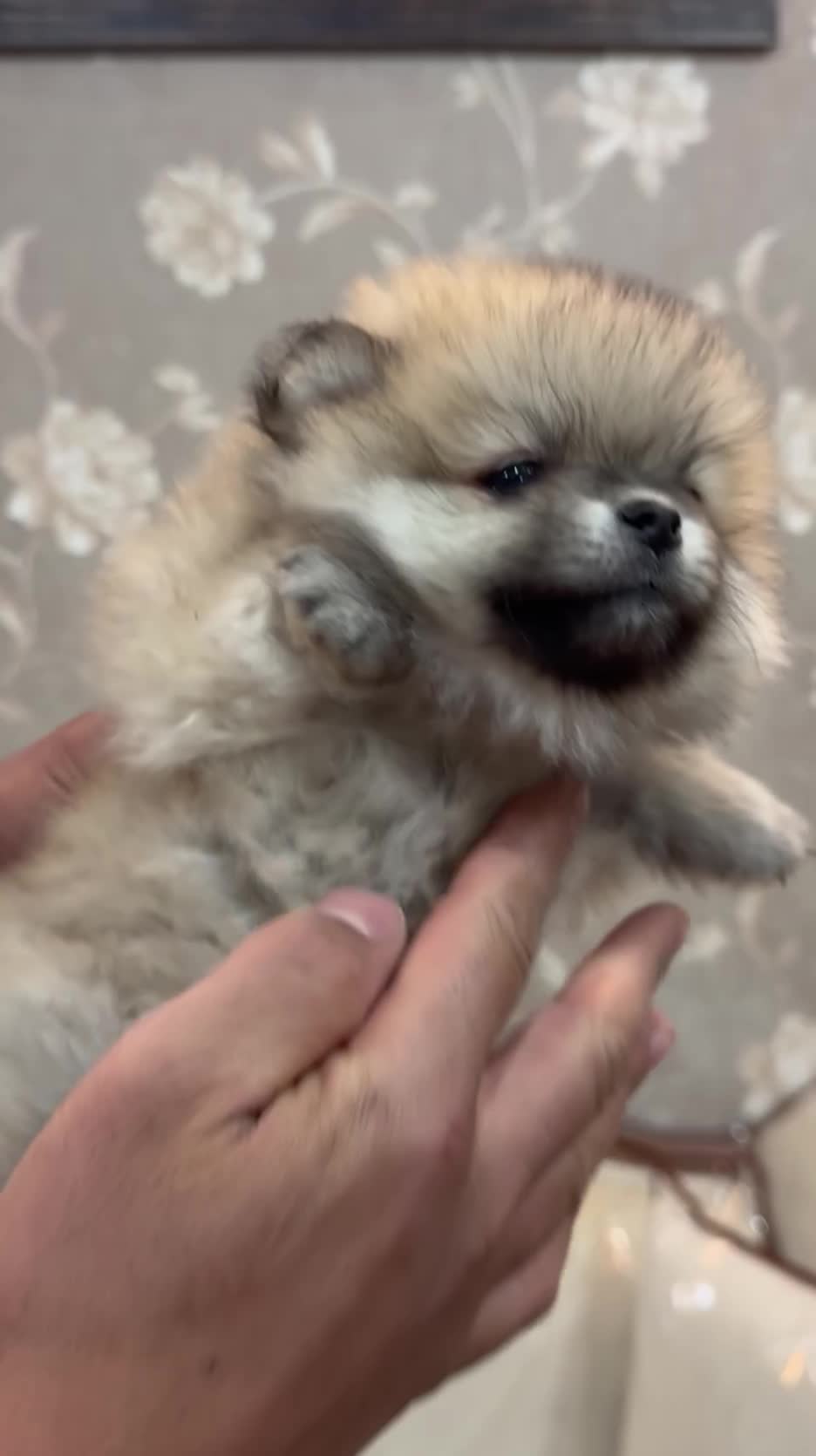 سگ پامر سایز صفر خرسی|سگ|داراب, |دیوار