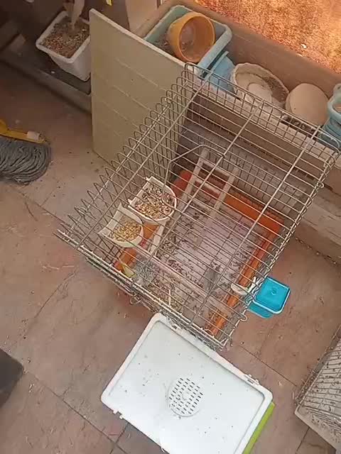 عروس هلندی جفت خورده|پرنده|اسلامشهر, مسکن مهر اسلاشهر (شهرک امام خمینی)|دیوار