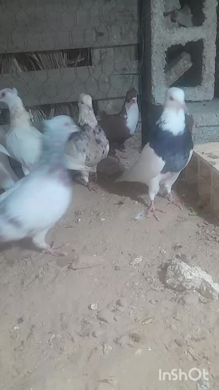 کبوتر رنگی درجه یک|پرنده|آبپخش, |دیوار