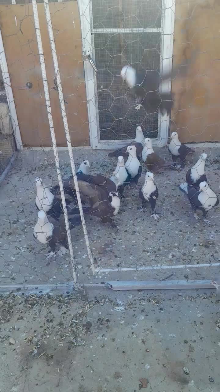 کلاغ کربلایی کله سفید|پرنده|مه ولات, |دیوار