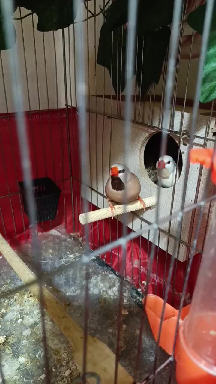 فنچ کرواتی آلبینو|پرنده|تهران, فدک|دیوار