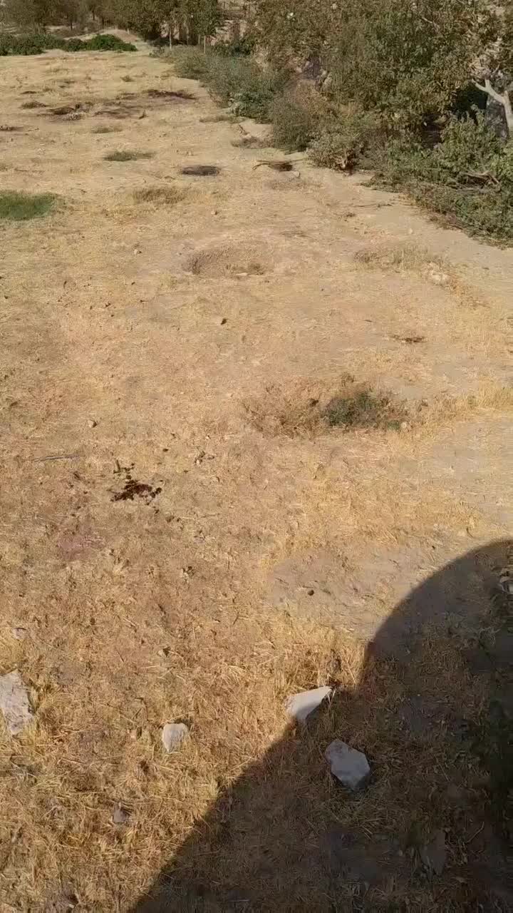 اجاره زمین آبی برای گلخانه  ۴۰۰۰ متری|اجارهٔ دفتر صنعتی، کشاورزی، تجاری|شیروان (لرستان), |دیوار