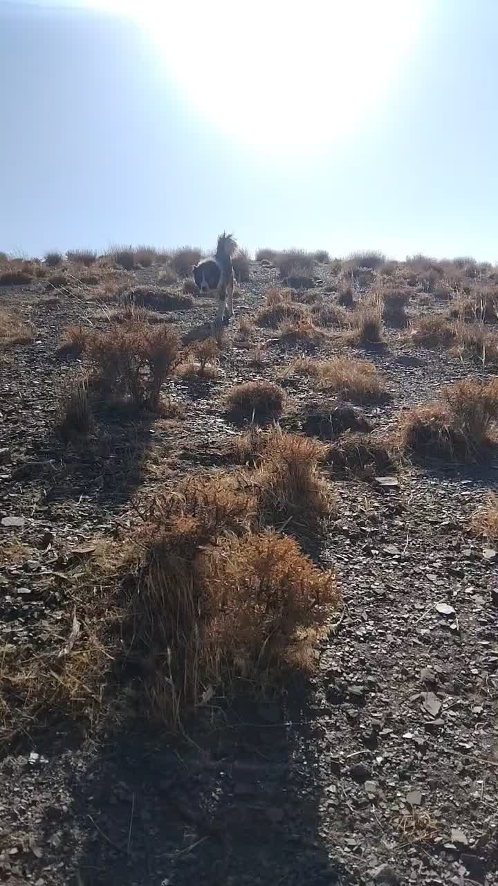 سگ گله اصفهان|سگ|بوئین و میاندشت, |دیوار