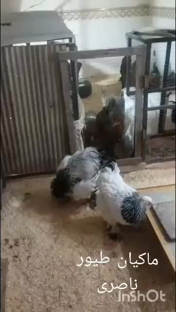 فروش تخم مرغ برهما|حیوانات مزرعه|اهواز, فاز ۱ پادادشهر|دیوار