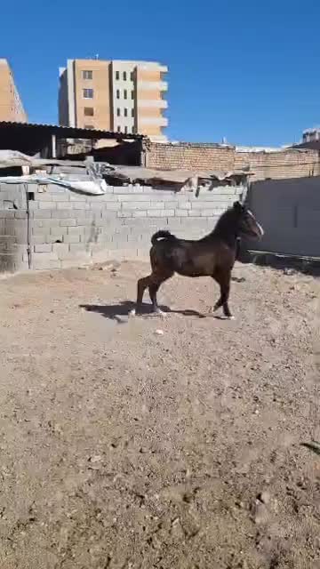 کره اسب کره سلطان داوری نو سیاه خانه خراب|اسب و تجهیزات اسب‌سواری|اصفهان, پرتمان|دیوار