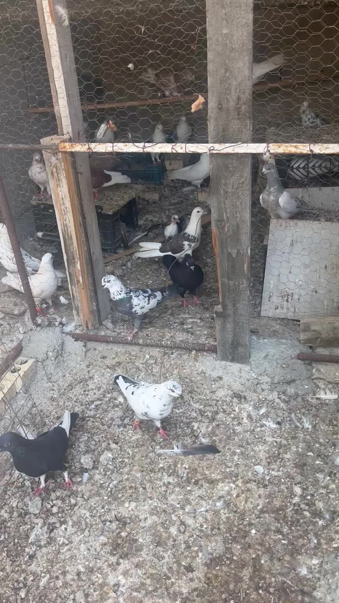 دزدیده شده|حیوانات|بندرعباس, |دیوار