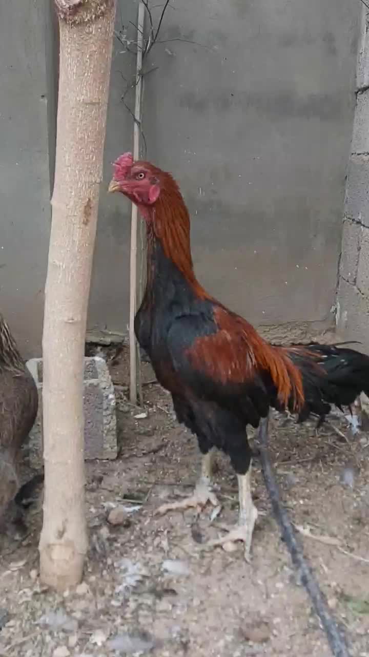 خروس لاری دانگ بالا|حیوانات مزرعه|شیراز, شهرک امام حسین|دیوار