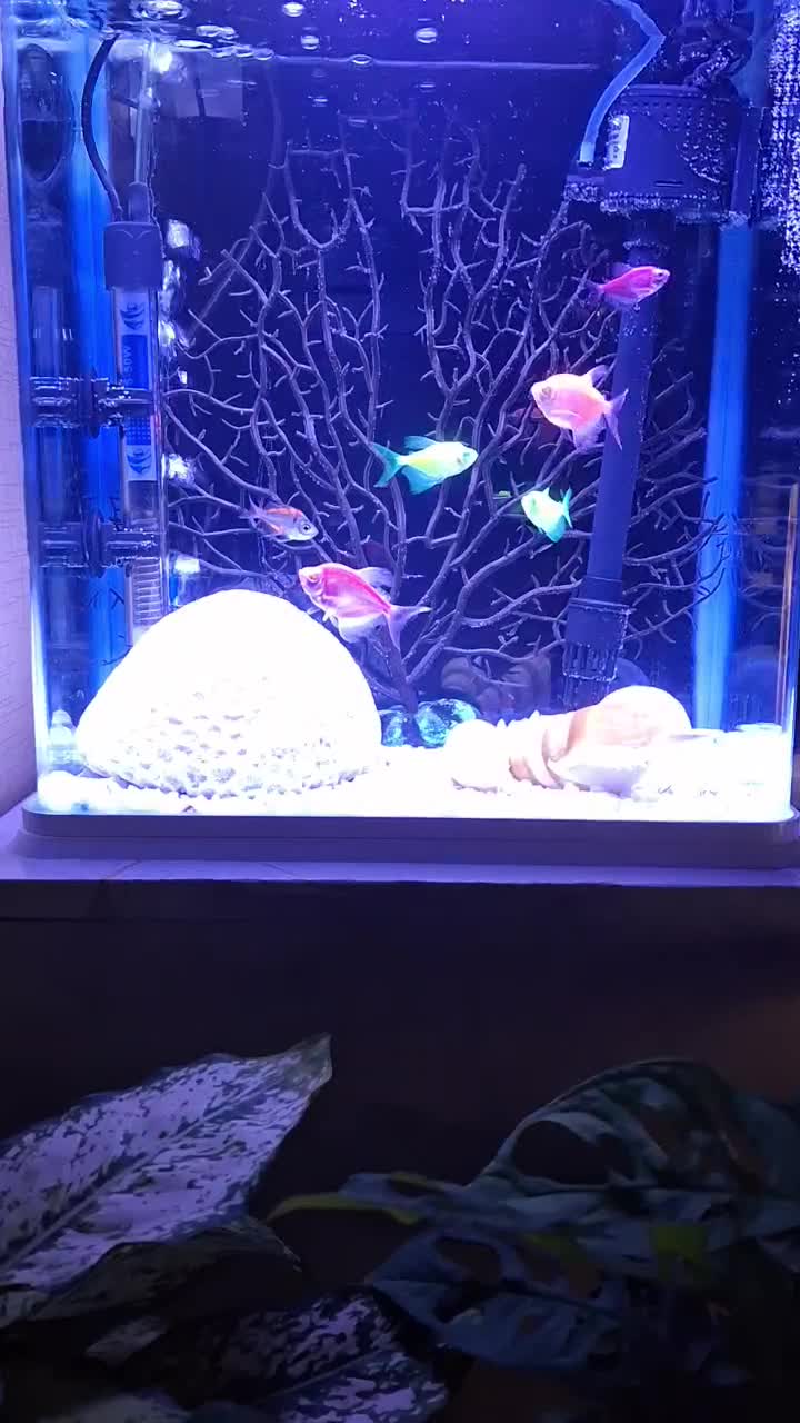 آکواریوم|ماهی|ری, ولی آباد|دیوار