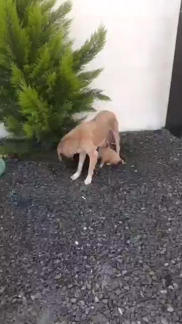 واگذاری فوری سگ مادر و دوتا توله اش|سگ|آمل, |دیوار