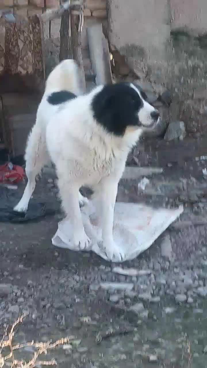 سگ قدرجانی|سگ|گرگان, |دیوار