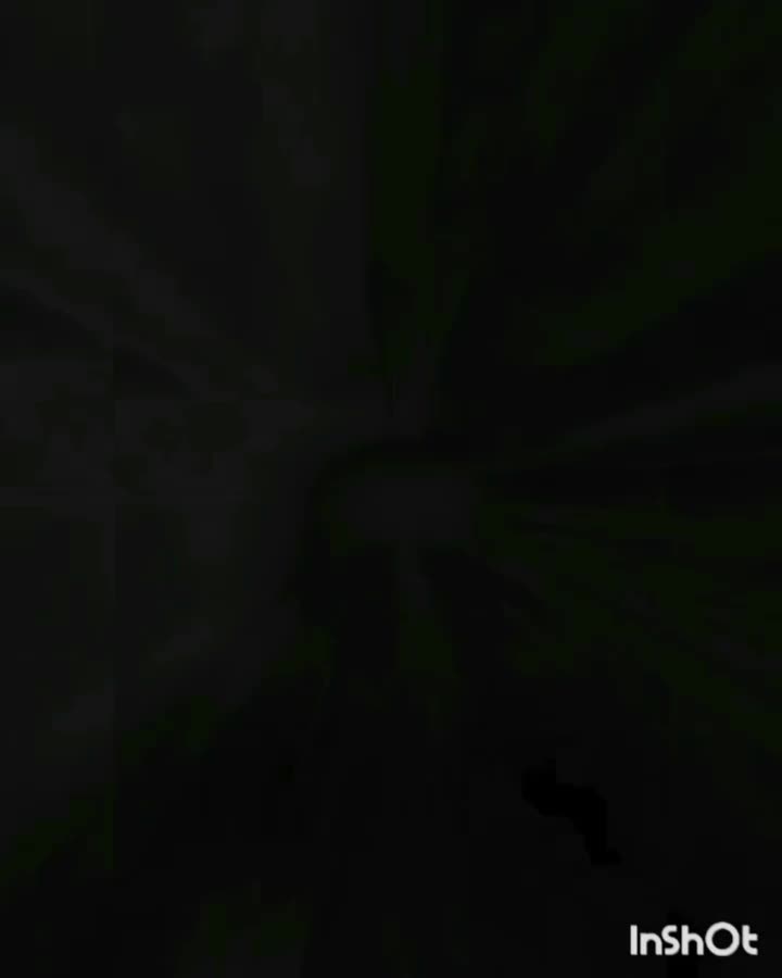 کبوتر|پرنده|میبد, |دیوار