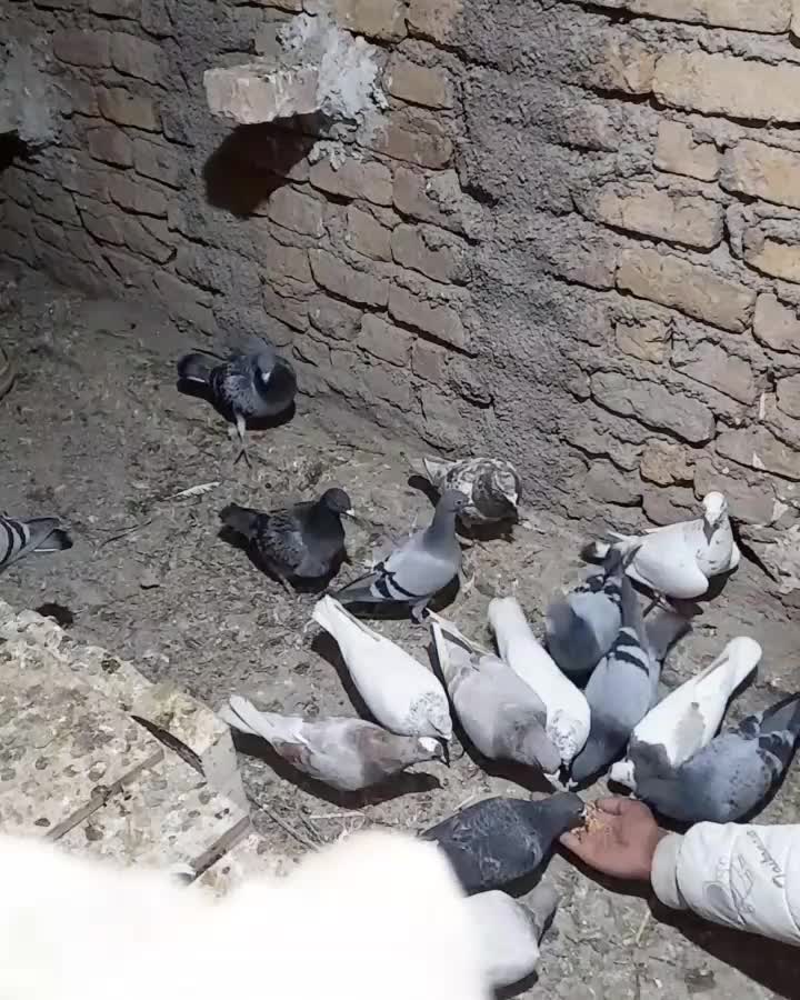 پلاکی|پرنده|بشاریات, |دیوار