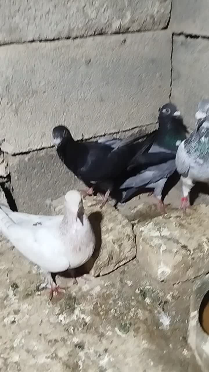 کفتر|پرنده|بجنورد, |دیوار