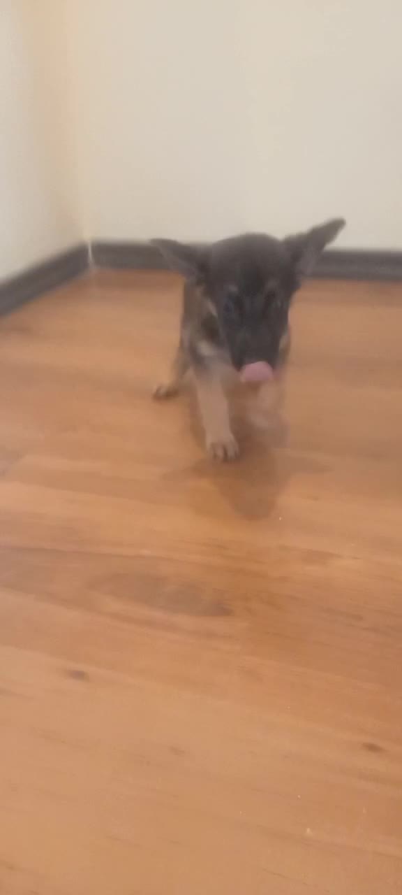 سگ ژرمن شیپرد جرمن کینگ سایز موکوتاه شاه توله (نر)|سگ|تهران, وردآورد|دیوار