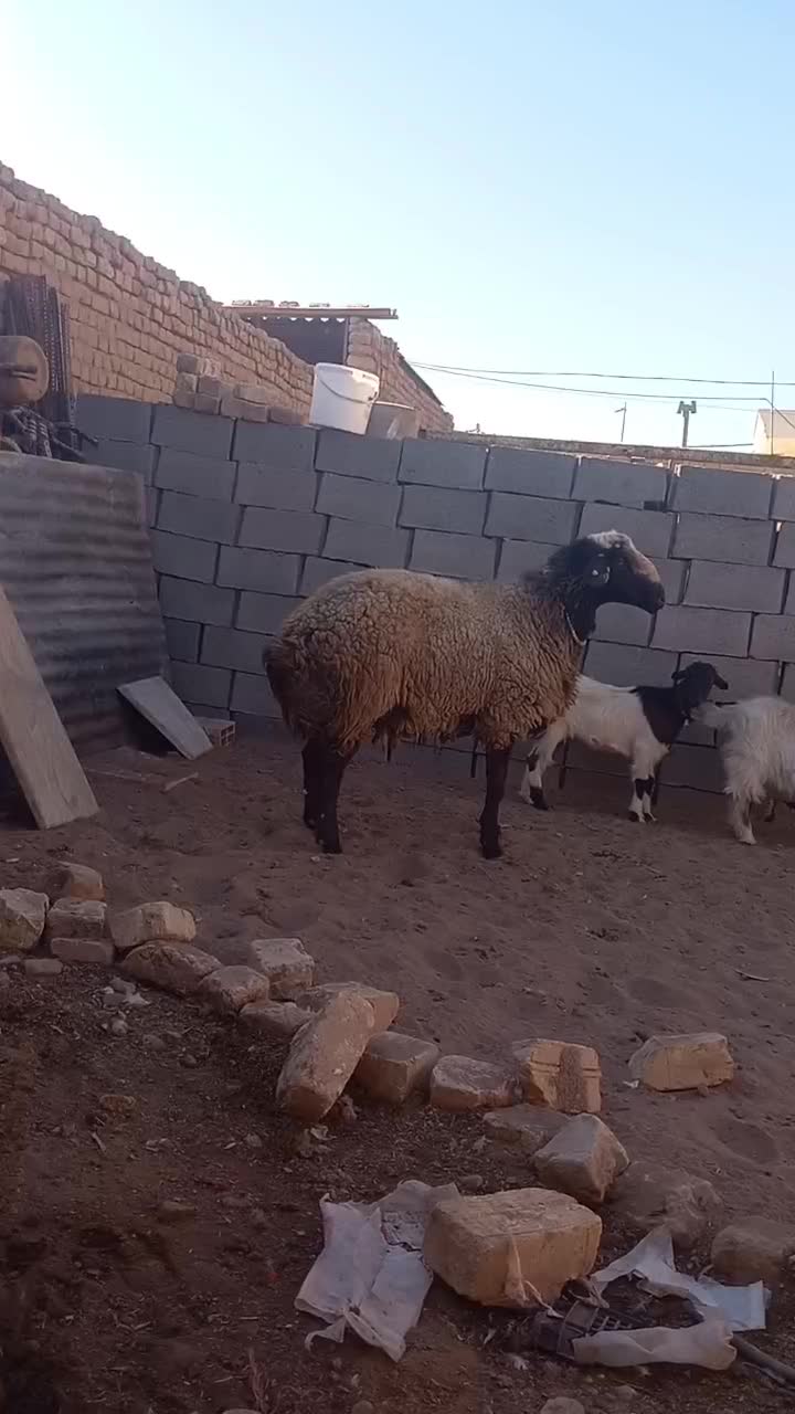 حیوانات|حیوانات مزرعه|قنوات, |دیوار