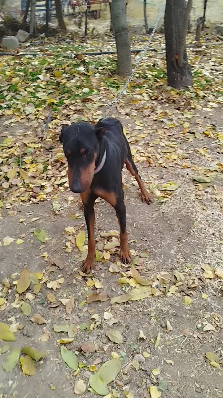 واگذاری سگ دوبرمن|سگ|بیلوار, |دیوار