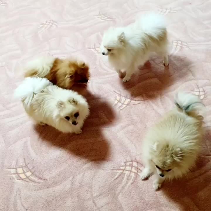 پامرانین های نر جهت کشش|سگ|کرمانشاه, |دیوار