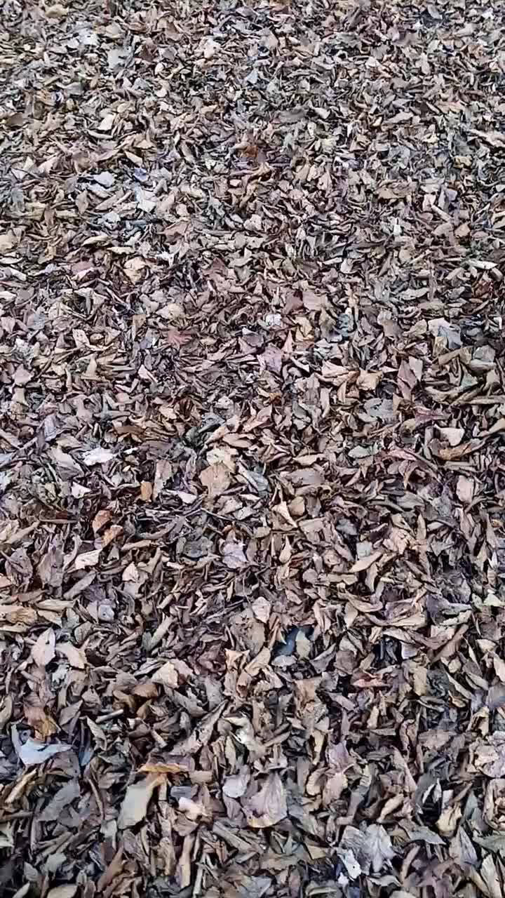 فروش 17راس گاووگوساله دورگ جنگلی|حیوانات مزرعه|گرگان, |دیوار