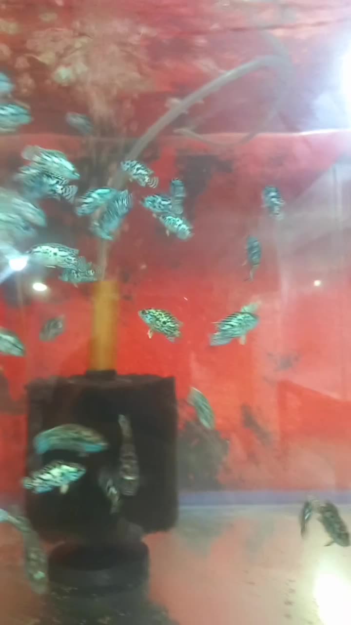 ماهی آروانا کالرویدو آنجل هکلی بلک گوست ردلاین کت|ماهی|قرچک, زیبا شهر|دیوار