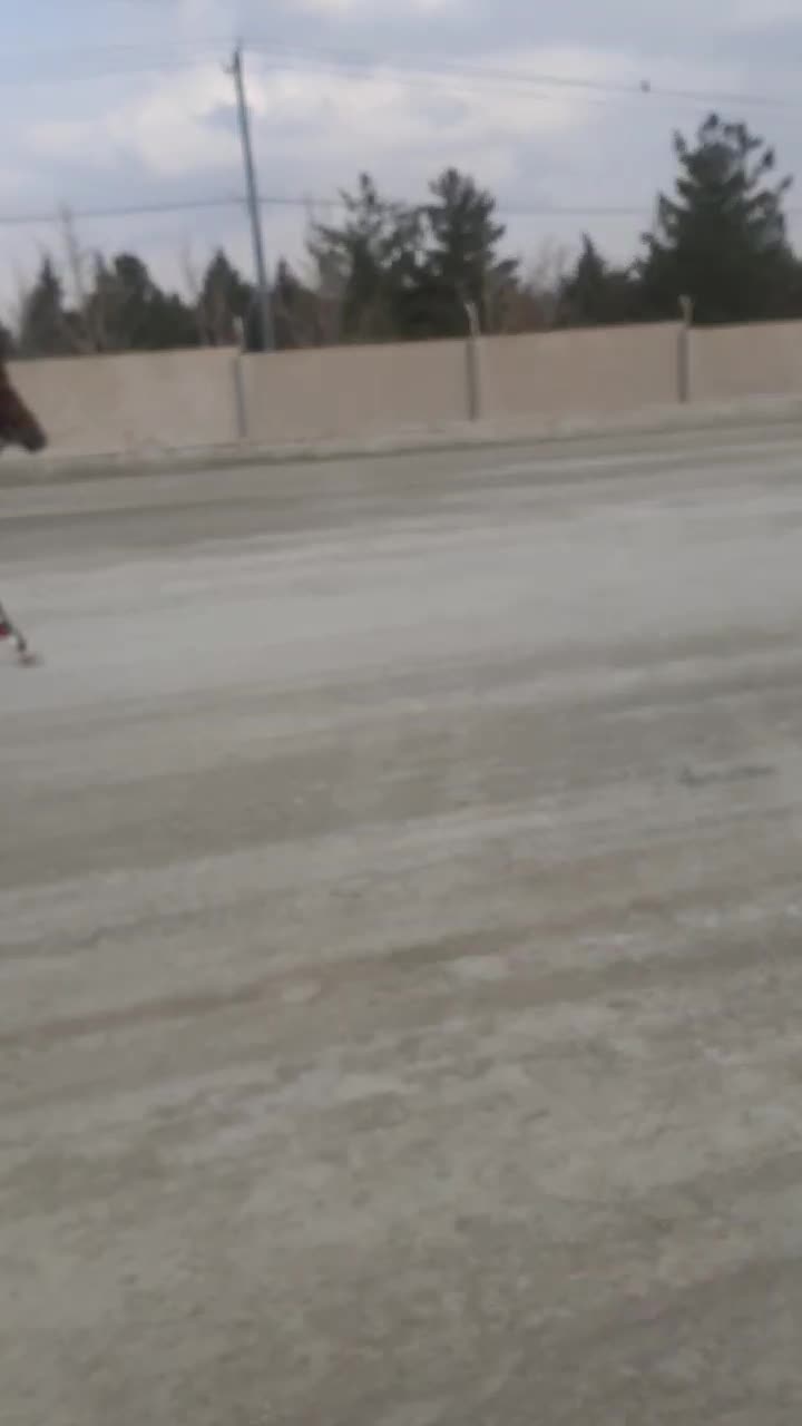 اسب عرب کورسی|اسب و تجهیزات اسب‌سواری|شاندیز, |دیوار