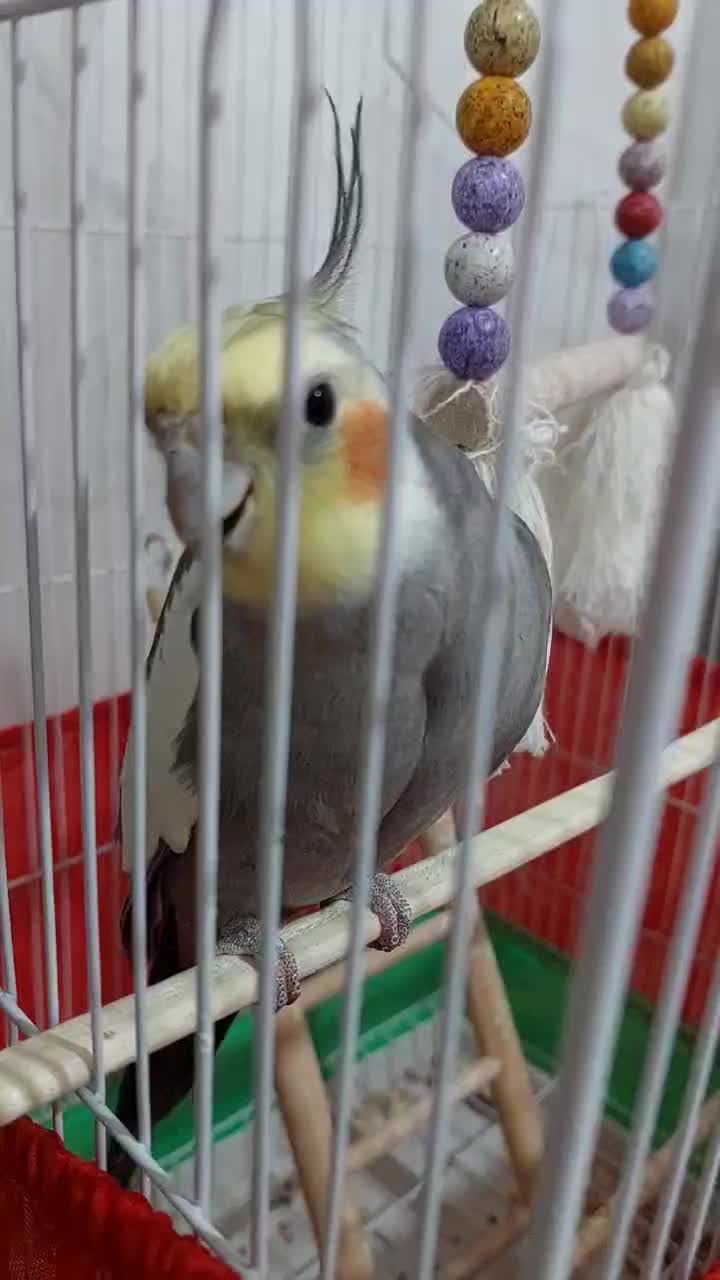 عروس هلندی نر(خاکستری)|پرنده|تنکابن, |دیوار