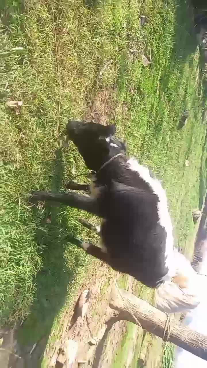 لیشه و گوسفند ماده|حیوانات مزرعه|سیاهکل, |دیوار