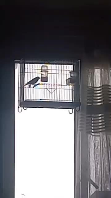 سهره|پرنده|شهر ری, شهادت|دیوار