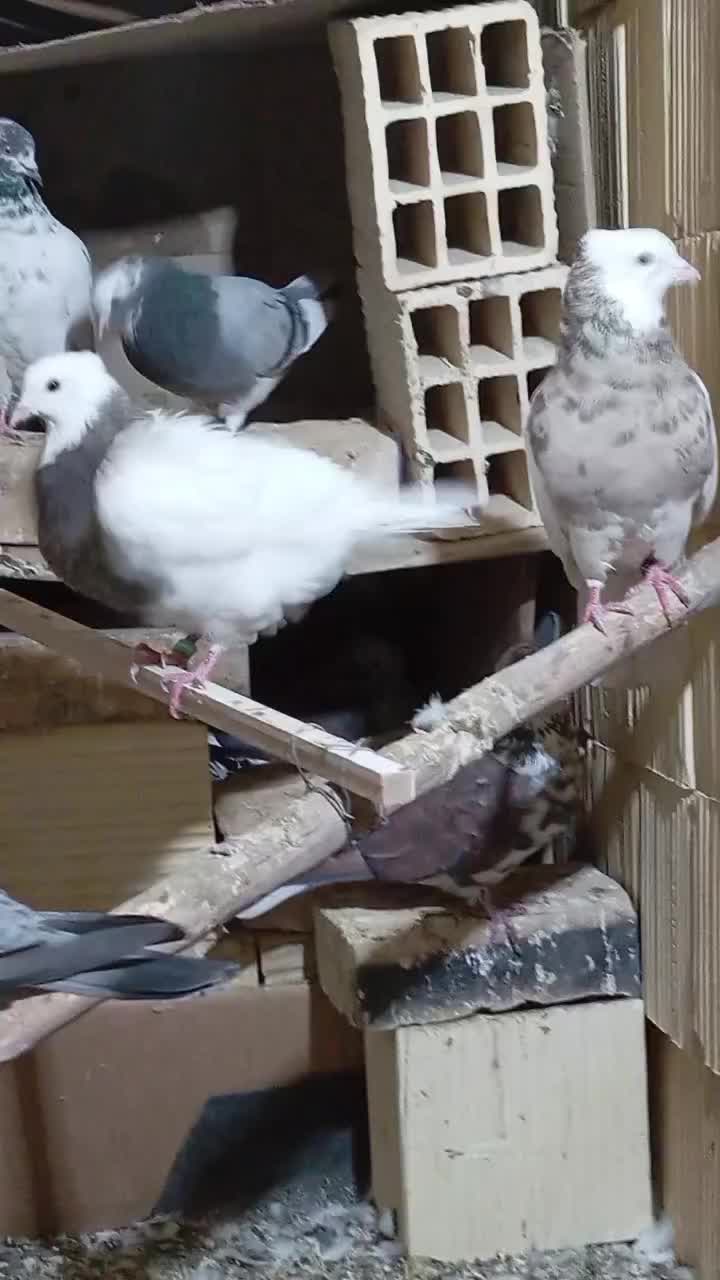 کفتر طوقی خالدار عتیقه|پرنده|سیرجان, |دیوار