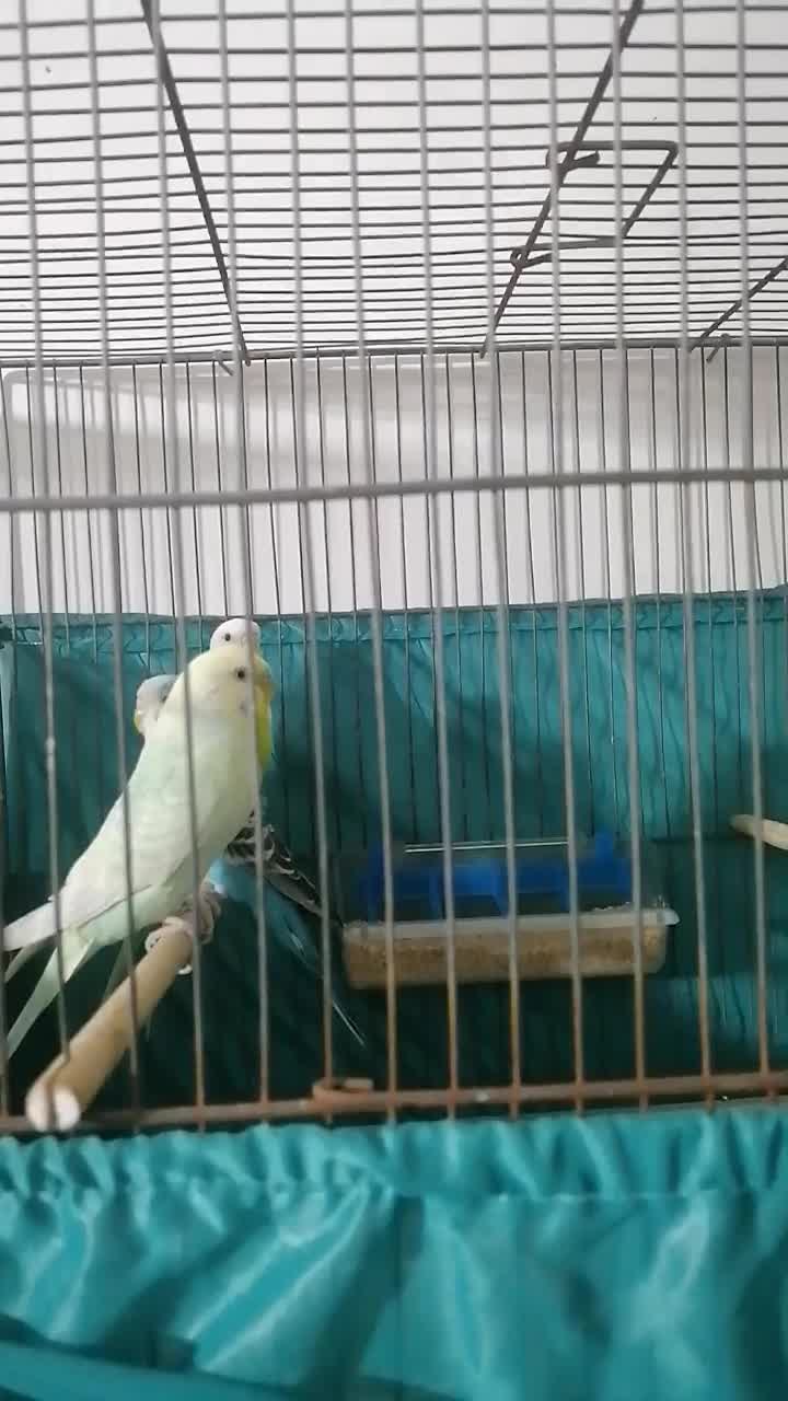 دو جفت مرغ عشق بالغ و مولد|پرنده|قم, شهرک سازمان آب|دیوار