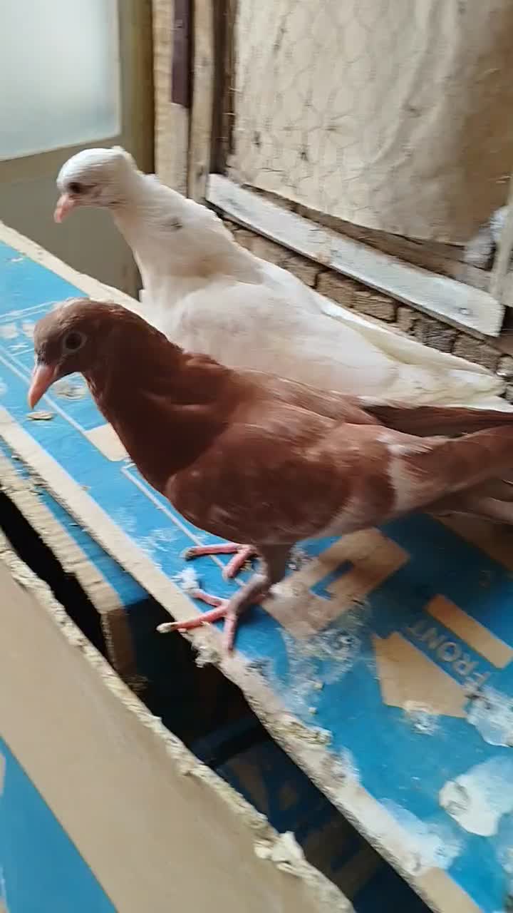 کفتر جوجه سینه دم قهوایی و طوقی|پرنده|قم, تولید دارو و یخچال|دیوار